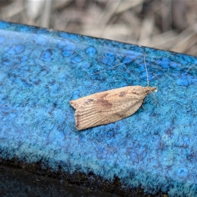 Epiphyas xylodes (A Tortricid moth (Tortricinae)) at Franklin, ACT - 26 Jul 2024 by chriselidie