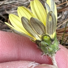 Arctotheca calendula (Capeweed, Cape Dandelion) at Lawson, ACT - 28 Sep 2024 by lbradley