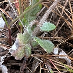 Arctotheca calendula at Lawson, ACT - 28 Sep 2024