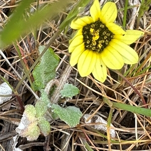 Arctotheca calendula at Lawson, ACT - 28 Sep 2024