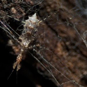 Stenolemus sp. (genus) at Parkes, ACT - 27 Sep 2024