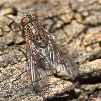 Senostoma sp. (genus) at Parkes, ACT - 27 Sep 2024 by Hejor1