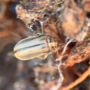 Xanthogaleruca luteola at Parkes, ACT - 27 Sep 2024