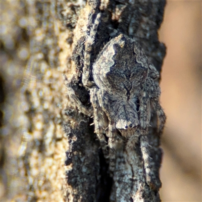 Socca pustulosa (Knobbled Orbweaver) at Barton, ACT - 27 Sep 2024 by Hejor1