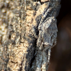 Socca pustulosa at Barton, ACT - 27 Sep 2024