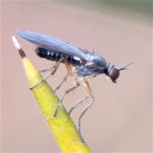 Empididae sp. (family) at Barton, ACT - 27 Sep 2024