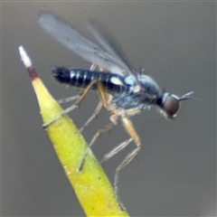 Empididae sp. (family) at Barton, ACT - 27 Sep 2024