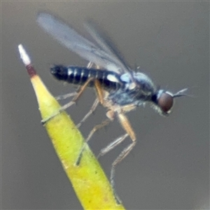 Empididae (family) at Barton, ACT - 27 Sep 2024