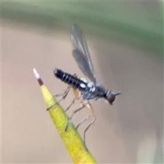 Empididae (family) at Barton, ACT - 27 Sep 2024