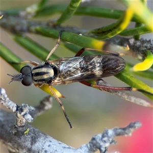 Ectinorhynchus sp. (genus) at Barton, ACT - 27 Sep 2024 03:40 PM