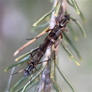 Ectinorhynchus sp. (genus) at Barton, ACT - 27 Sep 2024