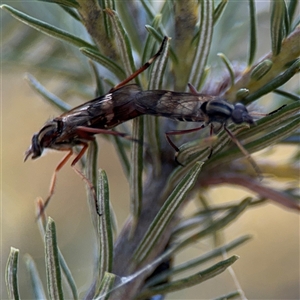 Ectinorhynchus sp. (genus) at Barton, ACT - 27 Sep 2024