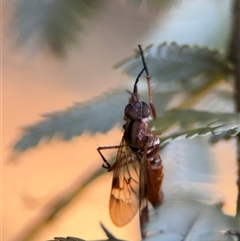 Ectinorhynchus sp. (genus) at Barton, ACT - 27 Sep 2024