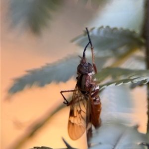 Ectinorhynchus sp. (genus) at Barton, ACT - 27 Sep 2024