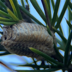 Pseudomantis (genus) at Barton, ACT - 27 Sep 2024 by Hejor1