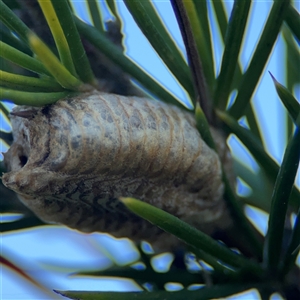 Pseudomantis (genus) at Barton, ACT - 27 Sep 2024