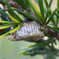 Pseudomantis (genus) at Barton, ACT - 27 Sep 2024