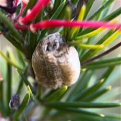 Pseudomantis (genus) at Barton, ACT - 27 Sep 2024