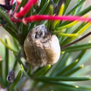 Pseudomantis (genus) at Barton, ACT - 27 Sep 2024