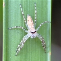 Helpis minitabunda (Threatening jumping spider) at Barton, ACT - 27 Sep 2024 by Hejor1