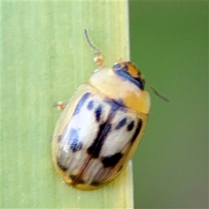 Peltoschema hamadryas at Barton, ACT - 27 Sep 2024 03:35 PM