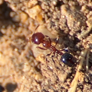 Monomorium sp. (genus) at Russell, ACT - 27 Sep 2024