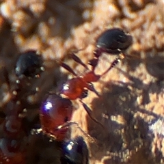 Monomorium sp. (genus) at Russell, ACT - 27 Sep 2024