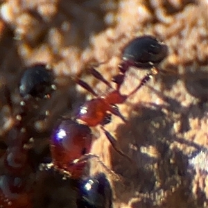 Monomorium sp. (genus) at Russell, ACT - 27 Sep 2024 03:29 PM