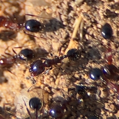 Monomorium sp. (genus) at Russell, ACT - 27 Sep 2024