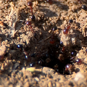 Monomorium sp. (genus) at Russell, ACT - 27 Sep 2024 03:29 PM