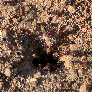 Monomorium sp. (genus) at Russell, ACT - 27 Sep 2024