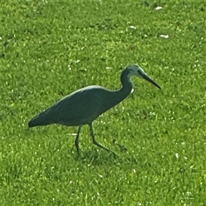 Egretta novaehollandiae at Reid, ACT - 27 Sep 2024 08:55 AM