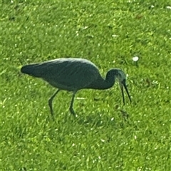 Egretta novaehollandiae at Reid, ACT - 27 Sep 2024 08:55 AM