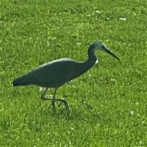 Egretta novaehollandiae at Reid, ACT - 27 Sep 2024 08:55 AM