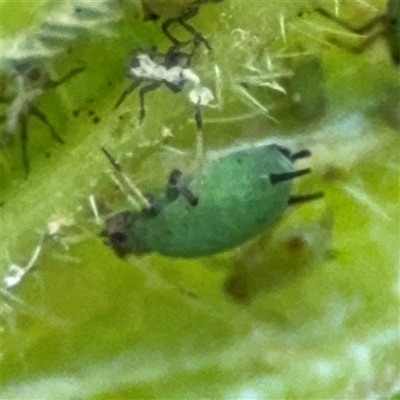 Aphididae (family) (Unidentified aphid) at Braddon, ACT - 26 Sep 2024 by Hejor1