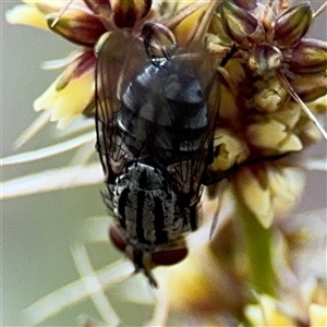 Muscoidea (super family) at Braddon, ACT - 26 Sep 2024