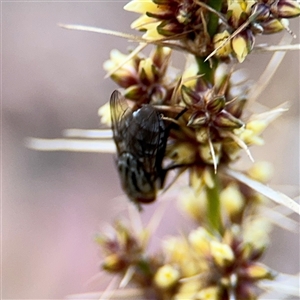 Muscoidea (super family) at Braddon, ACT - 26 Sep 2024