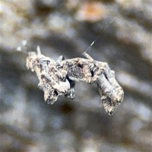 Philoponella congregabilis at Braddon, ACT - 26 Sep 2024