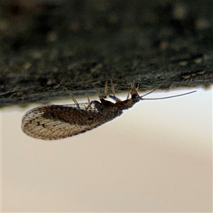 Hemerobiidae sp. (family) at Braddon, ACT - 26 Sep 2024