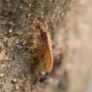 Hemerobiidae sp. (family) at Braddon, ACT - 26 Sep 2024