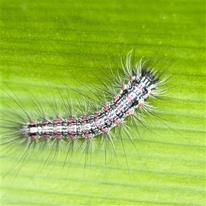 Anestia (genus) at Braddon, ACT - 26 Sep 2024