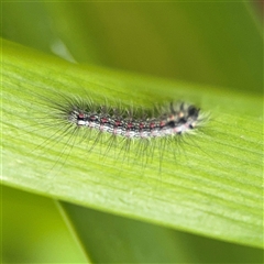 Anestia (genus) at Braddon, ACT - 26 Sep 2024