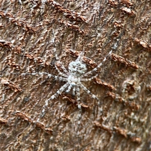 Tamopsis sp. (genus) at Braddon, ACT - 26 Sep 2024 04:48 PM