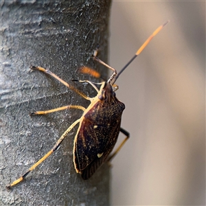 Poecilometis sp. (genus) at Braddon, ACT - 26 Sep 2024 04:43 PM