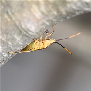 Poecilometis sp. (genus) at Braddon, ACT - 26 Sep 2024