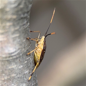 Poecilometis sp. (genus) at Braddon, ACT - 26 Sep 2024