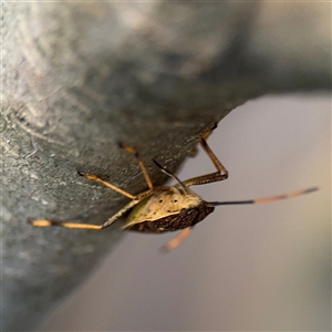 Poecilometis sp. (genus) at Braddon, ACT - 26 Sep 2024