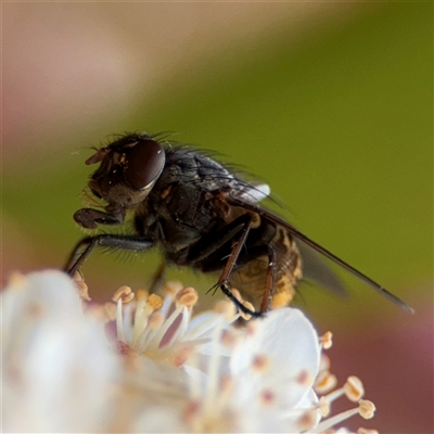 Calliphora stygia (Brown blowfly or Brown bomber) at Braddon, ACT - 26 Sep 2024 by Hejor1