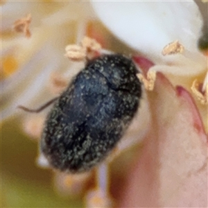 Eurhopalus sp. (genus) at Braddon, ACT - 26 Sep 2024 04:37 PM