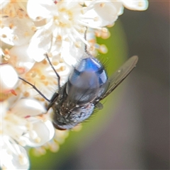 Calliphora vicina (European bluebottle) at Braddon, ACT - 26 Sep 2024 by Hejor1